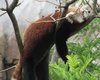 red panda

