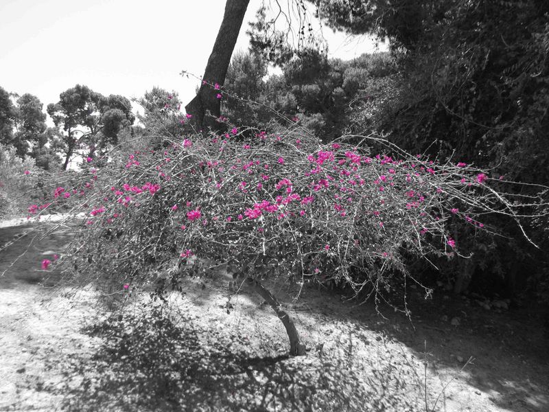 A touch of color, Knossos