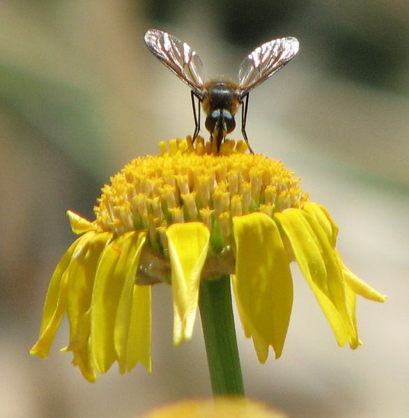 Cretan bee (Spinalonga)