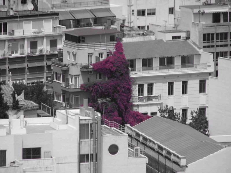 Purple creeper (Athens)