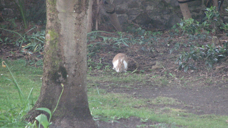 The rabbit, again<br />
