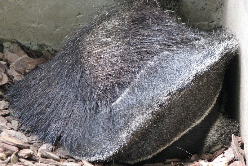 oblong coconut or sleepy anteater?<br />
