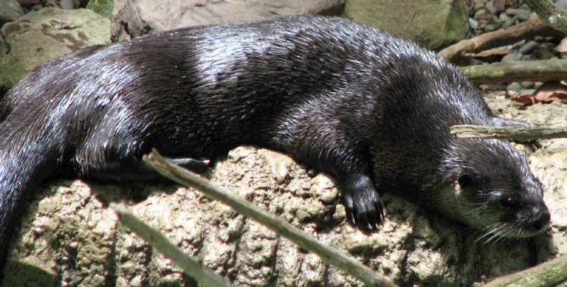 North American river otter<br />
