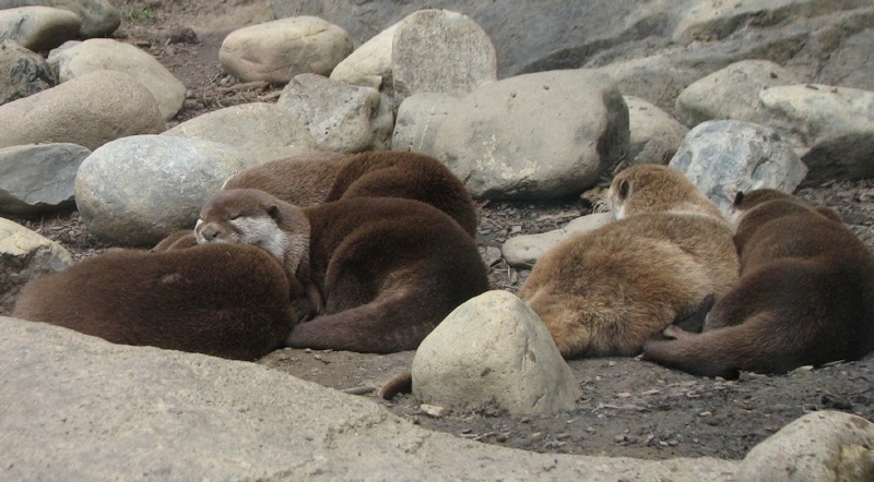 Asian small-clawed otters<br />
