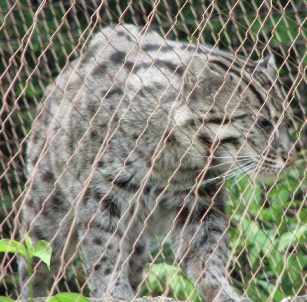 fishing cat?<br />
