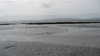 Galway; the bay at low tide
