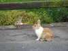 Kilkenny wildlife
