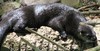 North American river otter
