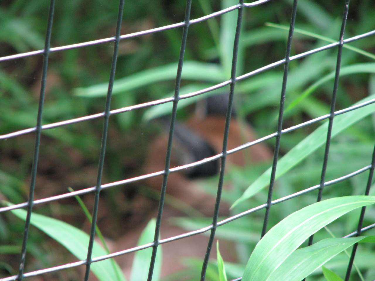Fence at the caracal cage<br />
