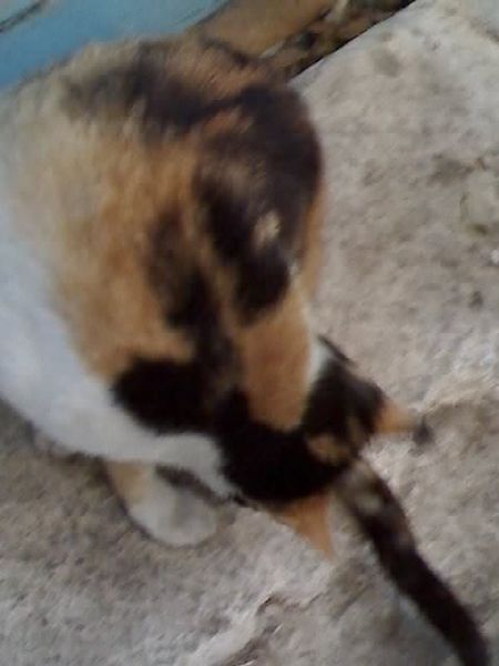 A friendly calico