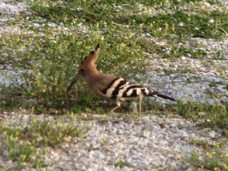 An odd-looking bird...