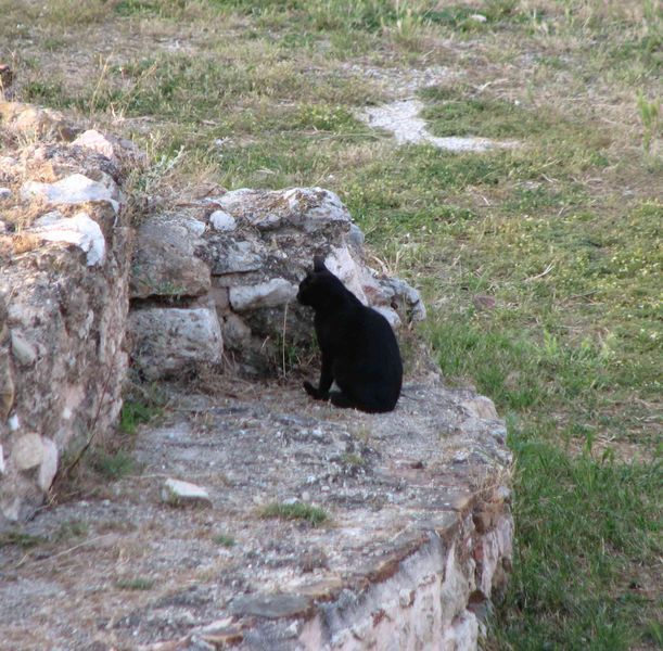 Cat in a church.