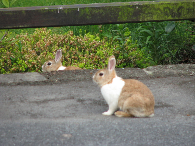 Kilkenny wildlife<br />
