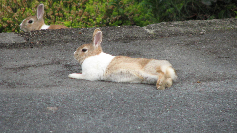 It's a rabbit's life<br />
