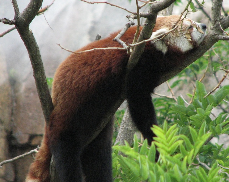 red panda<br />
