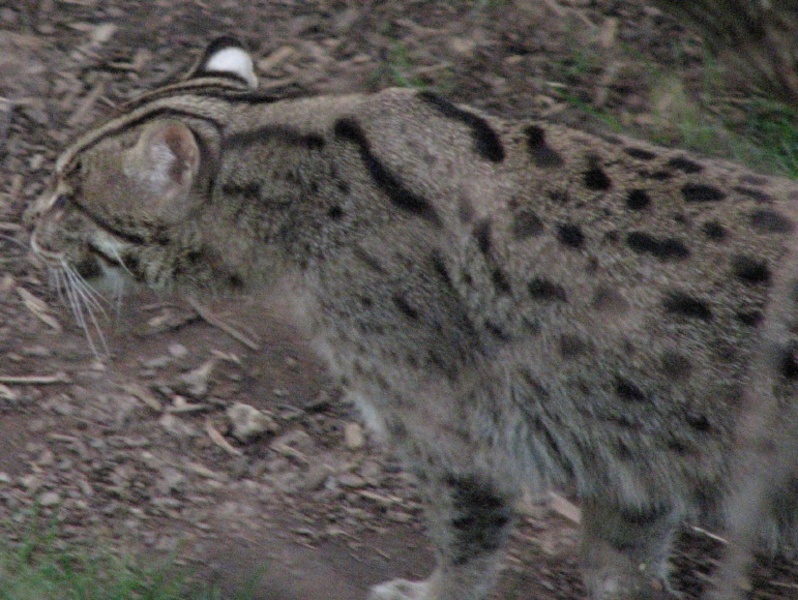 fishing cat<br />
